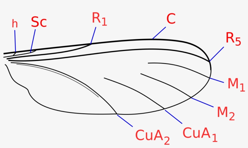 Thumbnail, transparent png download