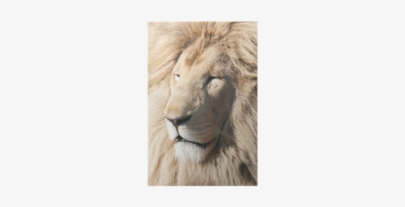 Lion, transparent png download