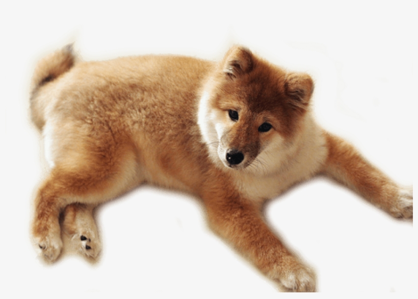 Free Png Dog Png Images Transparent - Dog With Blank Background, transparent png download