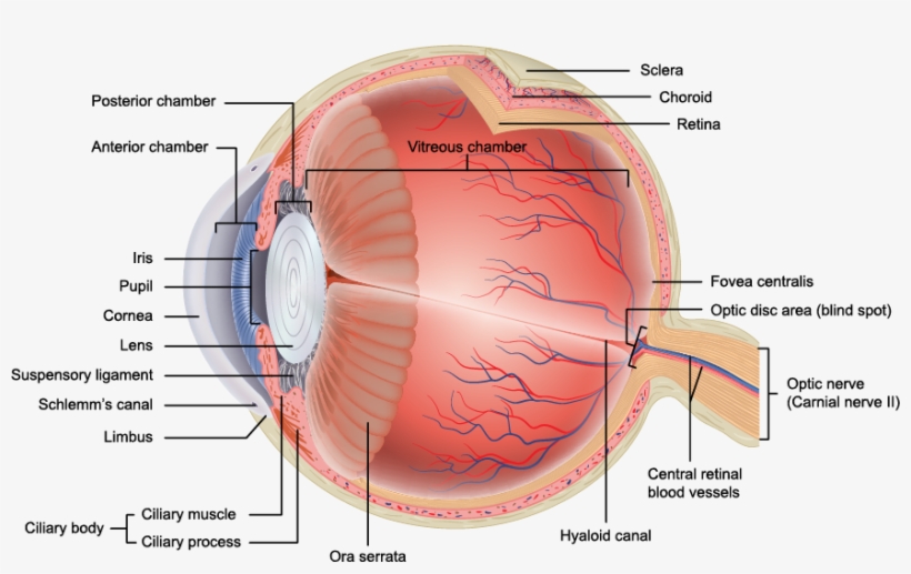 The Anatomy Of The Eye Can Get Quite Complicated - Eye Diagram, transparent png download