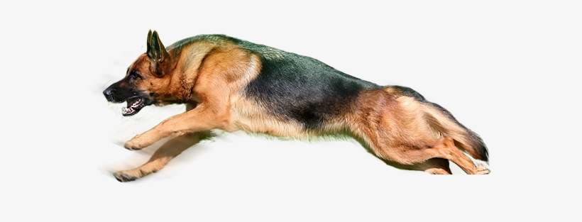 Best Free Dogs High Quality Png - Png Of A Dog, transparent png download