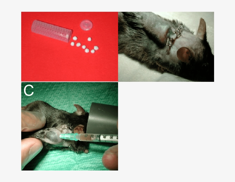 Teflon Cage With Glass Sinter Beads - Mouse Implanted Tissue Cages, transparent png download