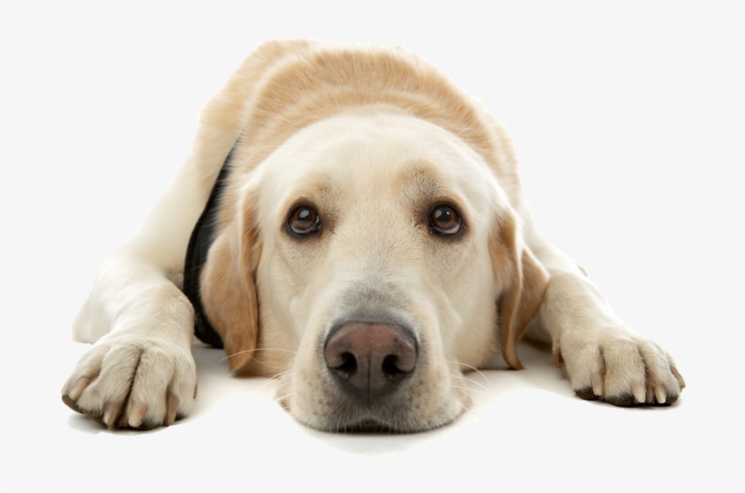 Dog Emergencies Cat Emergencies Philadelphia Pa - Dogs Love, transparent png download