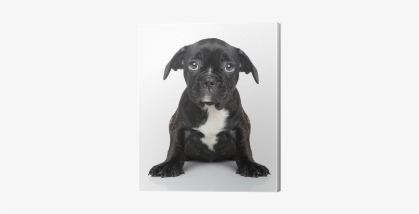 Bulldog Francese Triste, transparent png download