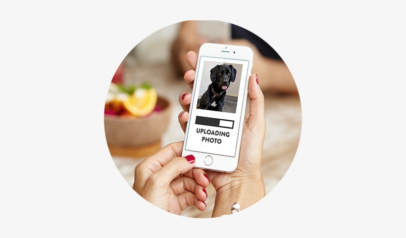 Upload An Image Of Your Pet, And Select Your Product - Iphone, transparent png download