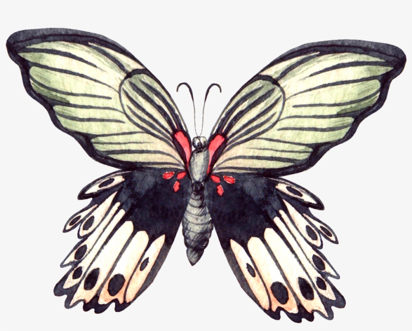 Hand Painted Rare Butterfly Png Transparent - Portable Network Graphics, transparent png download
