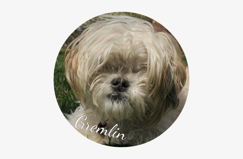 Gremlin, A Darling And Absolutely Ancient Shih Tzu/maltese - Shih-poo, transparent png download