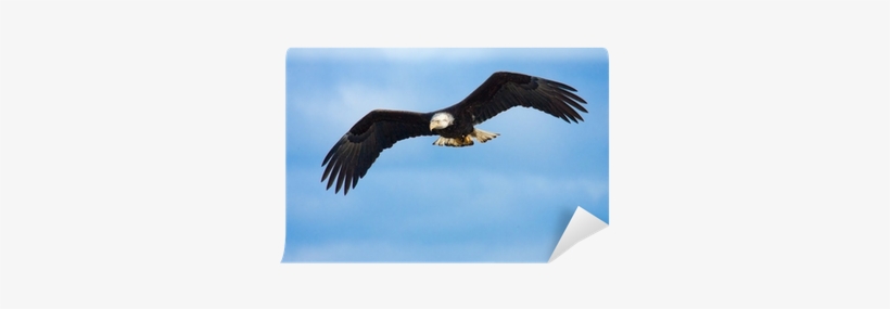 Bald Eagle, transparent png download