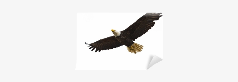 Bald Eagle, transparent png download
