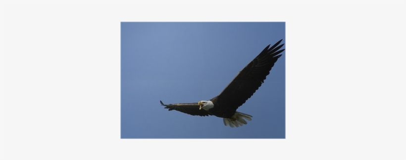 American Bald Eagle Screaming In Flight Poster • Pixers® - Hawk, transparent png download
