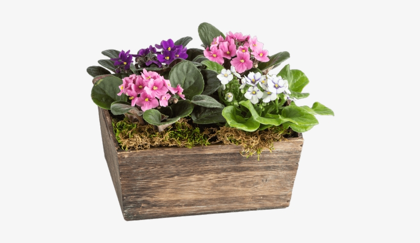 Lovely Violets • $39 - Violet, transparent png download