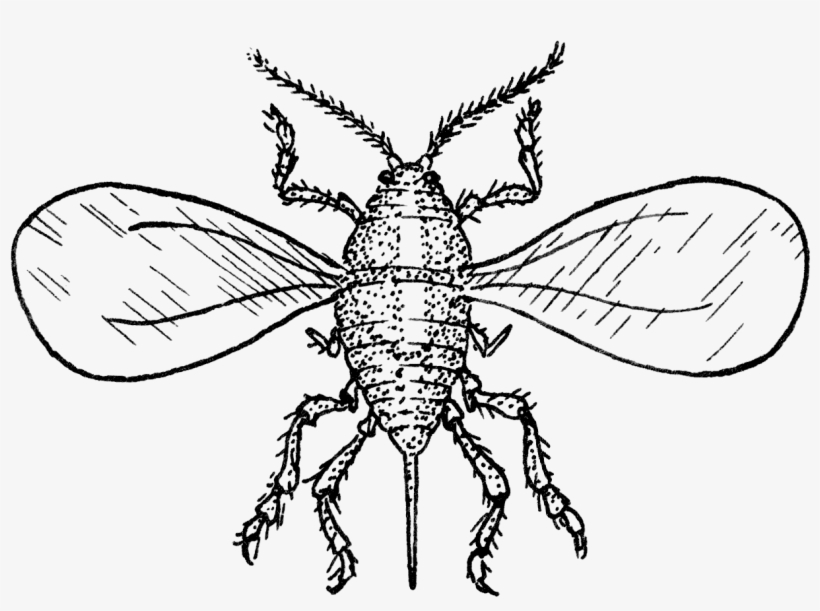1971 San Jose Scale Winged Adult - Outline Of Insects, transparent png download