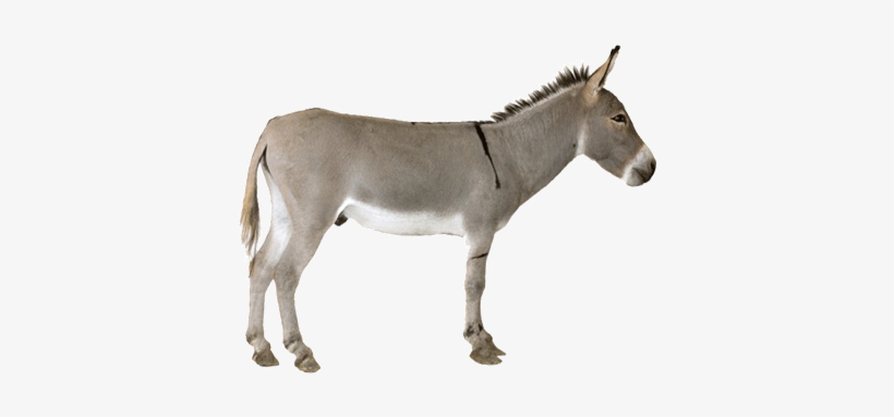 0 Donkeys - Donkey With White Background, transparent png download