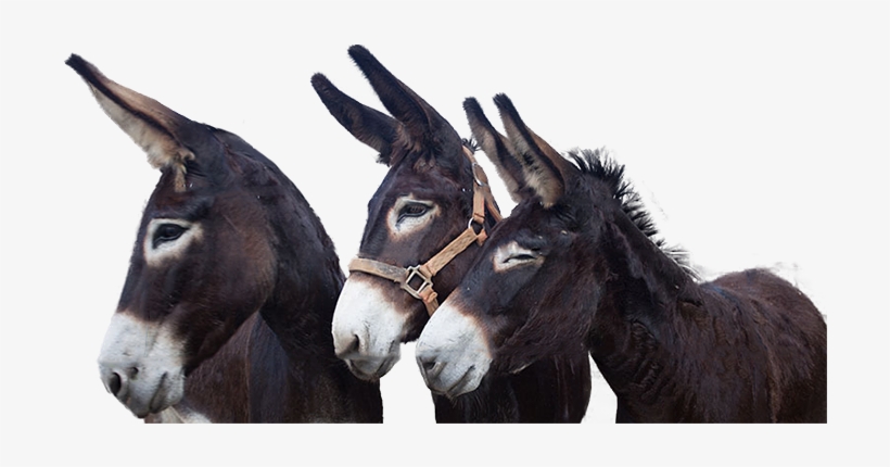 Ipad - Apple Ipad Family, transparent png download