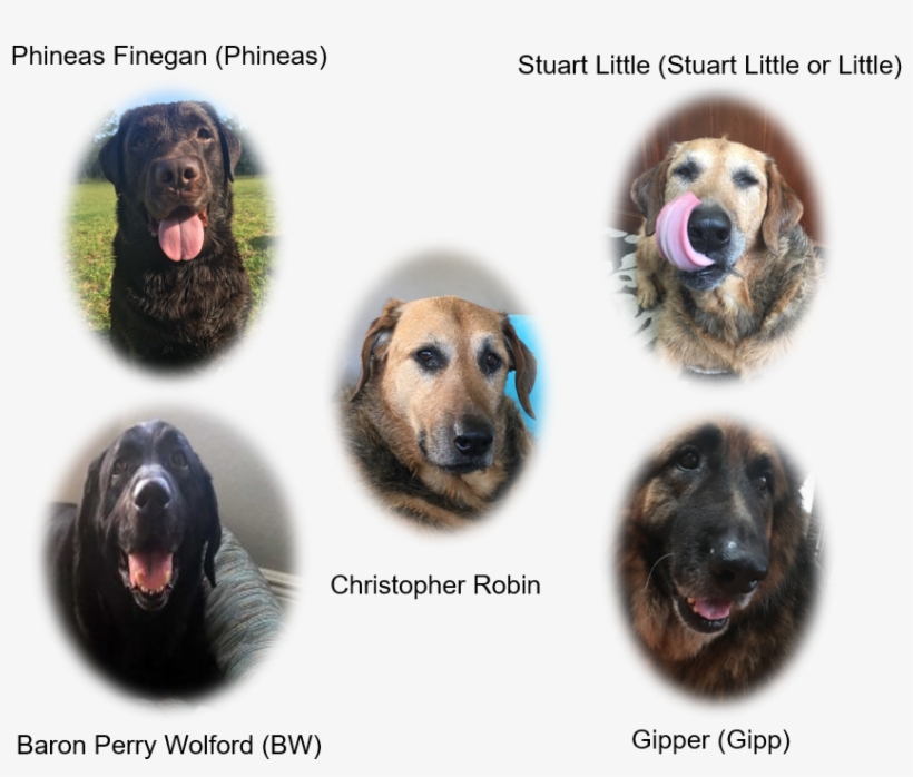 You Will Probabably Be Suprised To Know For A Couple - Companion Dog, transparent png download