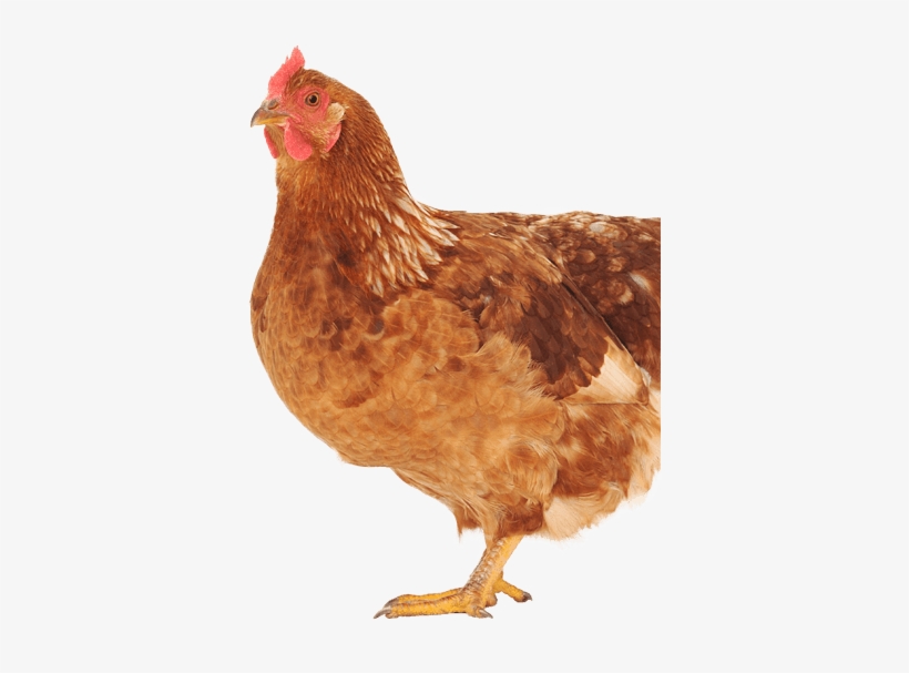 Chicken - Rooster, transparent png download