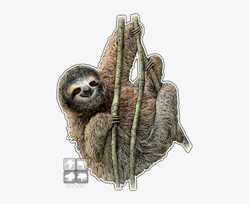 Pygmy Three-toed Sloth Decal - Pygmy Three-toed Sloth Mug, transparent png download
