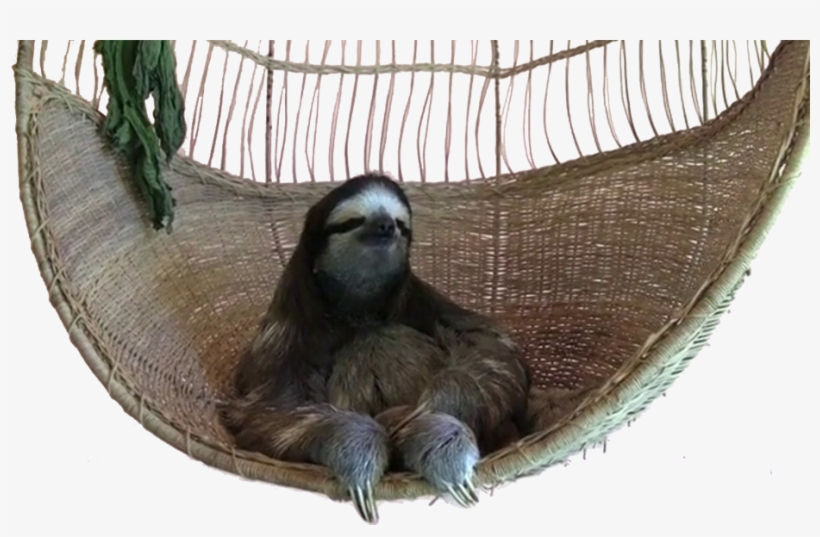 View Swing Sloth Png , - You Gon Act Like A Bitch You Gon Die Like A Bitch, transparent png download