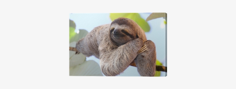 Manuel Antonio Costa Rica Sloth, transparent png download