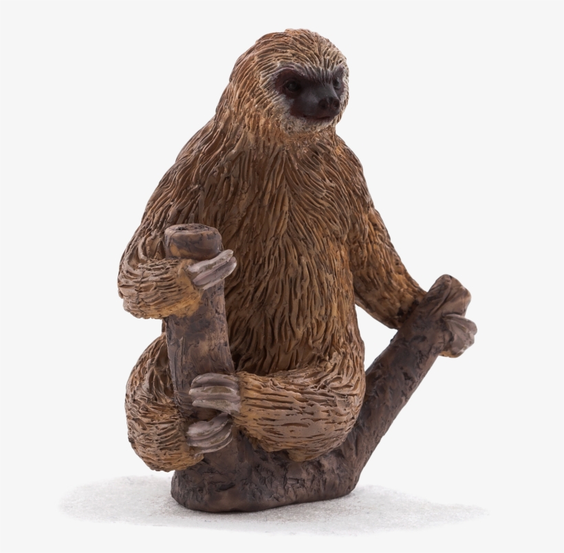 Animal Planet - Two Toed Sloth, transparent png download