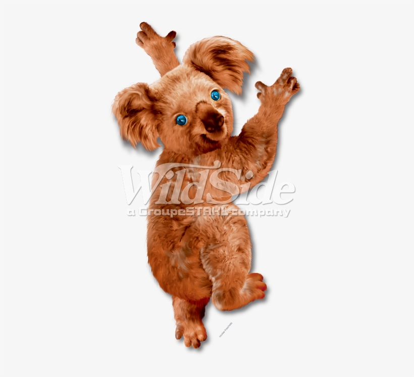 Koala Bear Hanging On - Koala, transparent png download