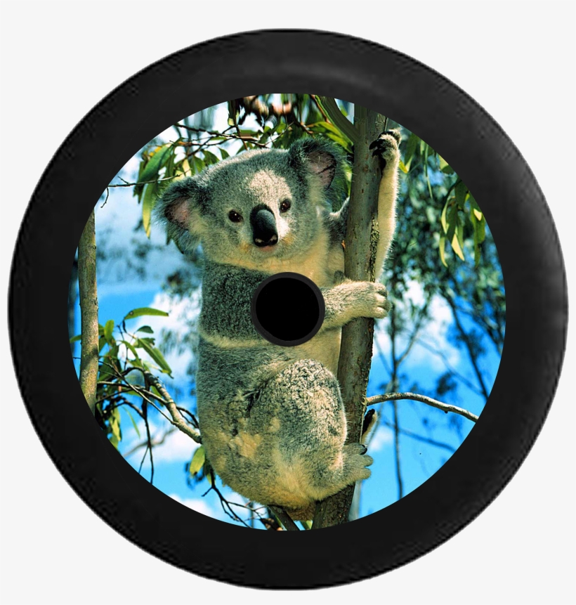 Jeep Wrangler Jl Backup Camera Koala Bear In Bamboo - Conservation Of Flora And Fauna, transparent png download