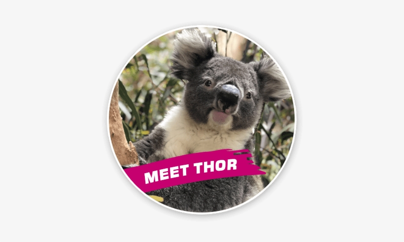 Thor Was Born In January 2017 And His Mother Is Euky, - Koala, transparent png download
