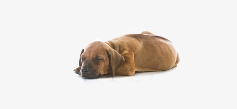 Litter Will Be Born In Belgium And You Can See More - Rhodesian Ridgeback Puppy Png, transparent png download