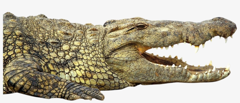 Crocodile Png, transparent png download