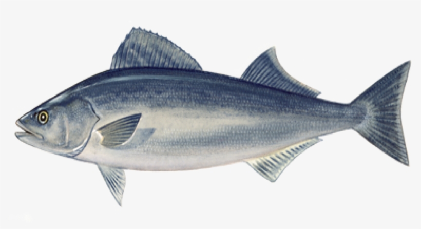 Sablefish - Sable Fish Png, transparent png download
