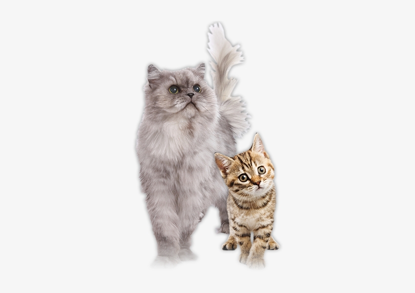 Cat And Kitten Food - Cat And Kitten Png, transparent png download