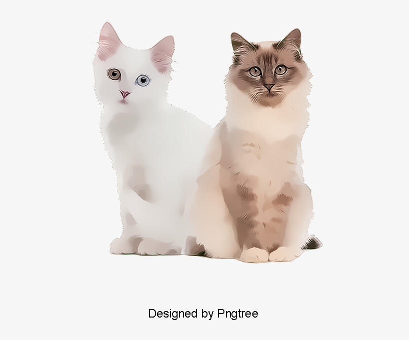 Cat, transparent png download