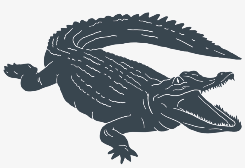 Alligator - Alligators, transparent png download