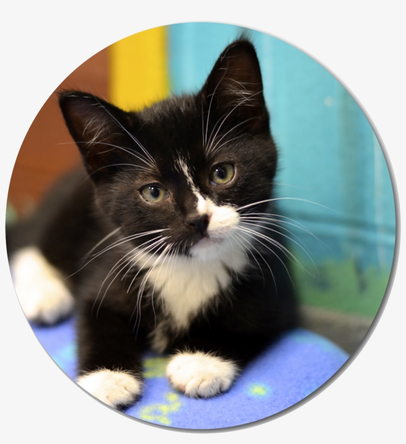 Cherokee County Animal Shelter, transparent png download