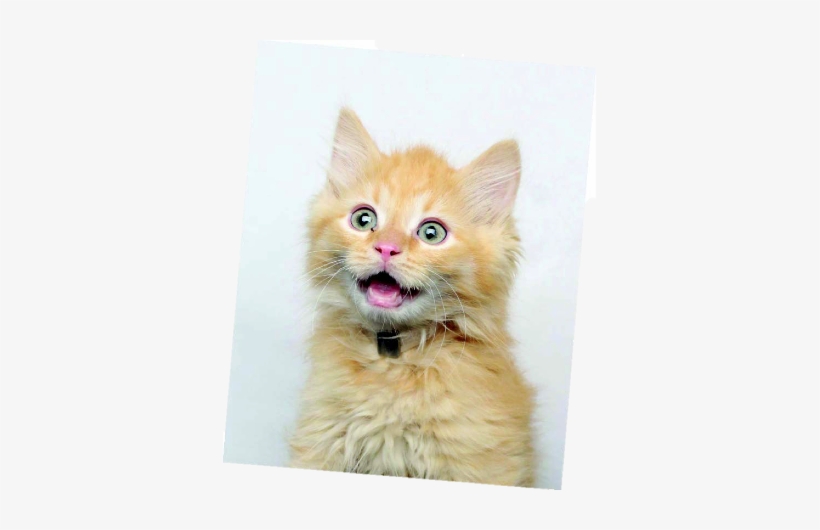Kitten - Cat Yawns, transparent png download