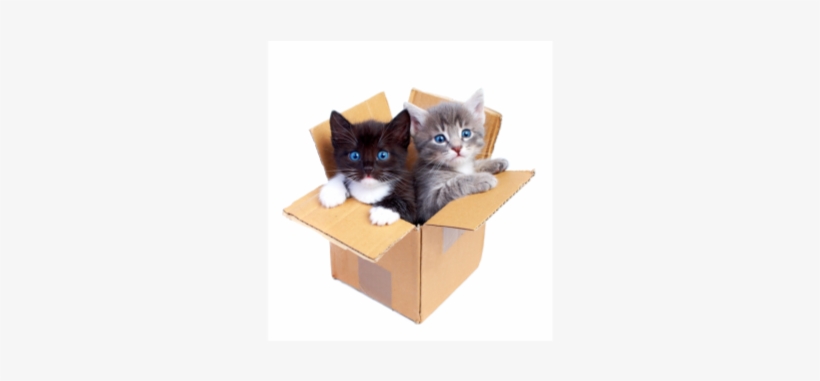 Just Say No - Cats For Sale In A Box, transparent png download