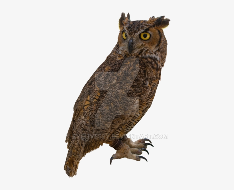 Owl Png By Evelivesey Pluspng - Portable Network Graphics, transparent png download