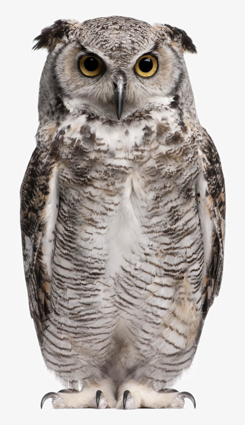 Owl Png Background Image - Great Horned Owl White Background, transparent png download