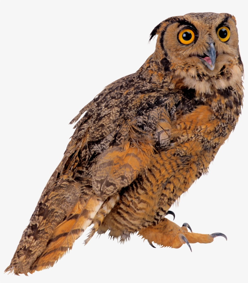 Amazing Creative Owl Pattern 3d Wall Sticker, transparent png download