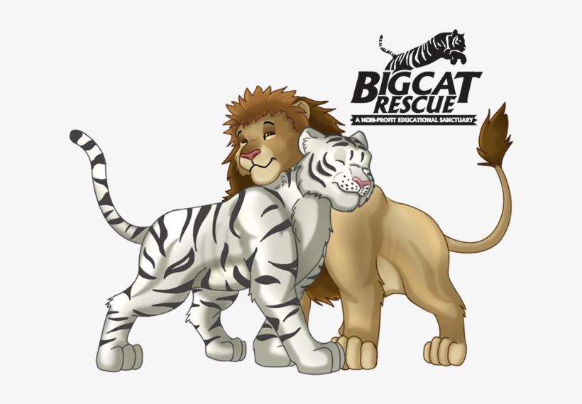 Lion Tiger Print - Big Cat Rescue, transparent png download