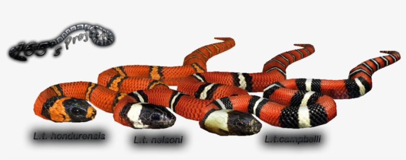Milk Snake Variants - Sonoran Coral Snake, transparent png download