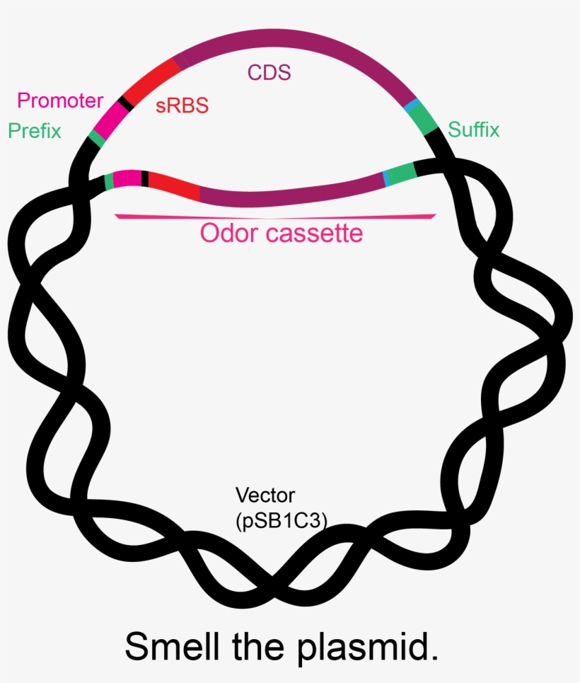 Basic Structure Of The Odor Cassettes - Circle, transparent png download