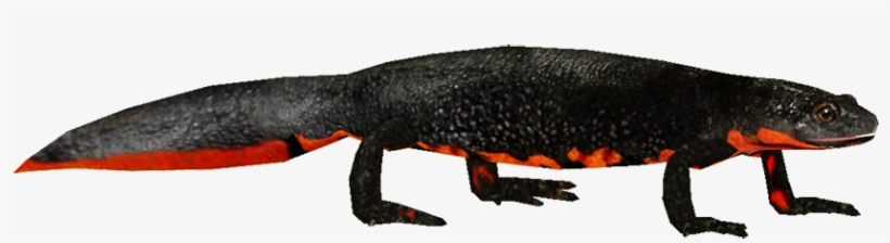 Firebelliednewt - Library, transparent png download