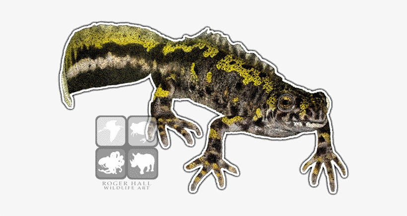 Marbled Newt Decal - Marbled Newt Throw Blanket, transparent png download