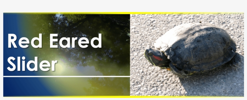 Red Eared Slider, transparent png download