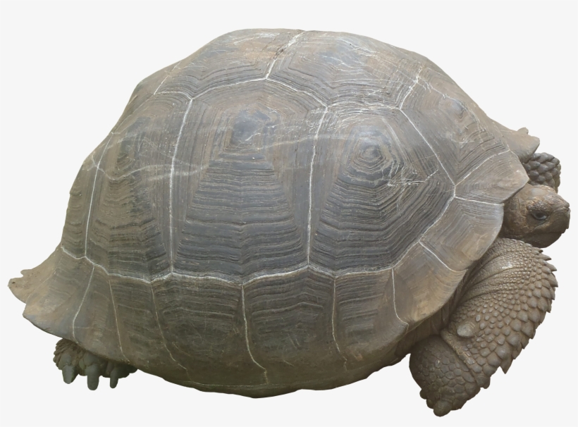 Tortoise Png Texture - Portable Network Graphics, transparent png download