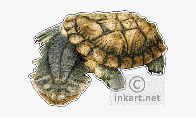 Matamata Turtle Decal - Mata Mata Chelus Fimbriatus, transparent png download