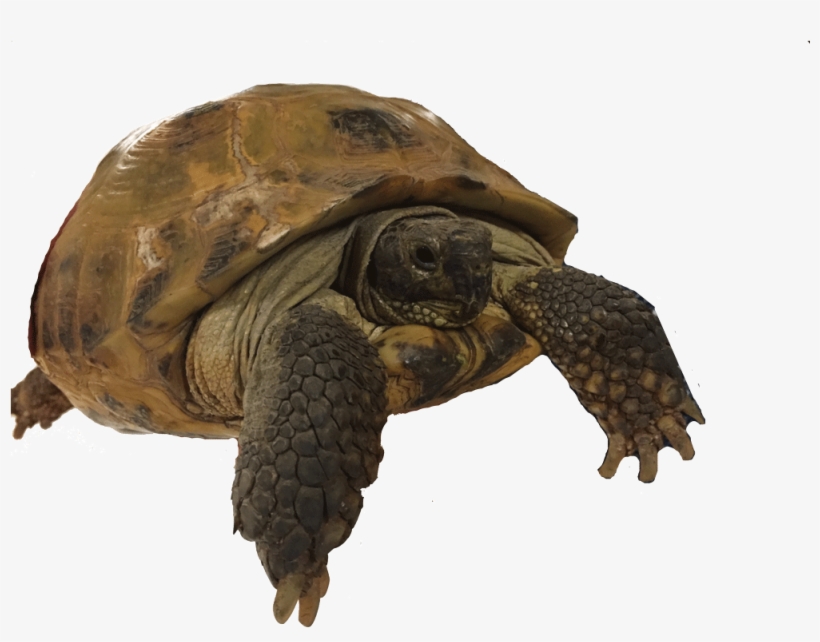 View Larger Image - Olive Ridley Sea Turtle, transparent png download