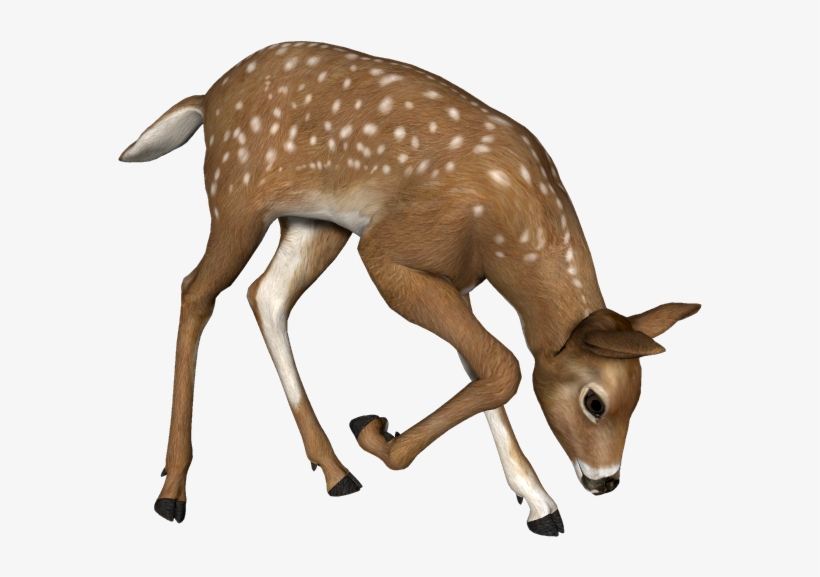 Deer, transparent png download