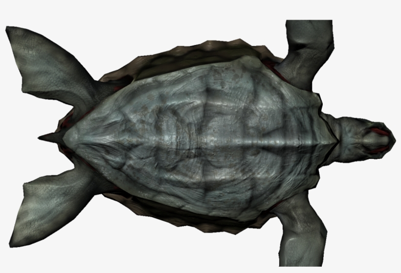 Turtle From Beneath - Common Snapping Turtle, transparent png download